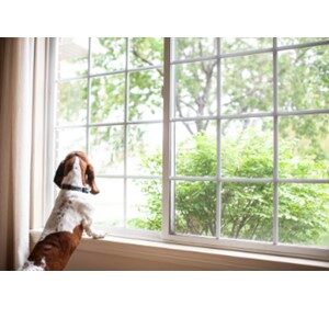 Dog With Separation Anxiety