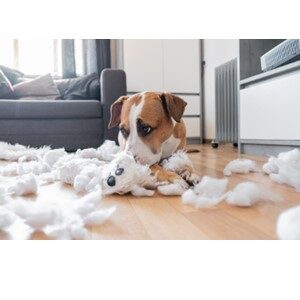 Dogs Destructive Chewing