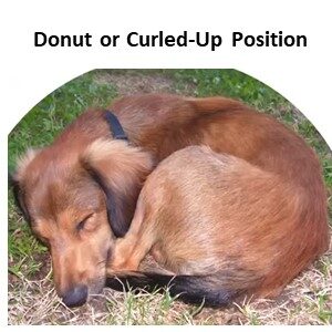Donut or Curled-Up Position