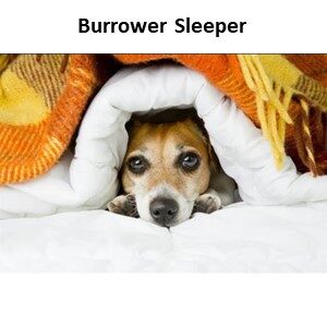 The Burrower Sleeper