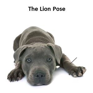 The Lion Pose Position