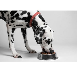 Dog Eating His Food Dog Eating His Food