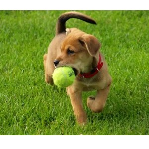 Dog Playing Fetch Dog Playing Fetch