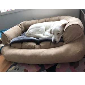 Dog Sleeping On A Bolster Dog Bed Dog Sleeping On A Bolster Dog Bed